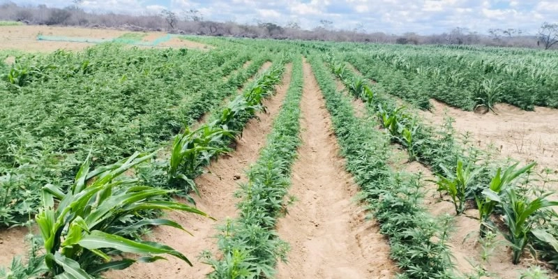 Polícia Militar localiza propriedade com mais de 100 mil pés de maconha na Paraíba
