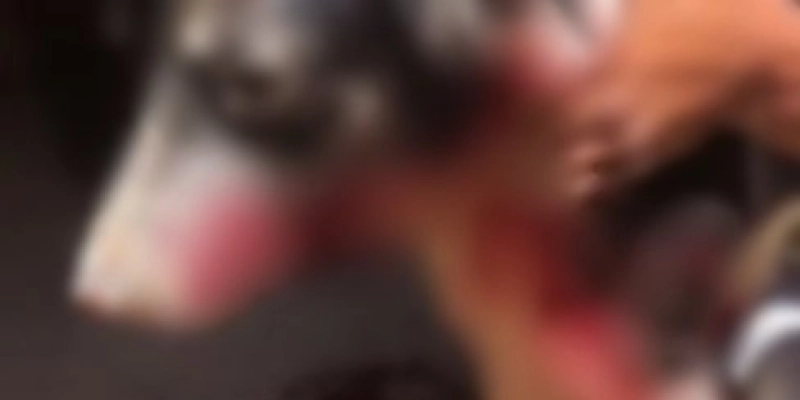 Polícia militar prende homem acusado de esfaquear cachorro em Bernardino Batista