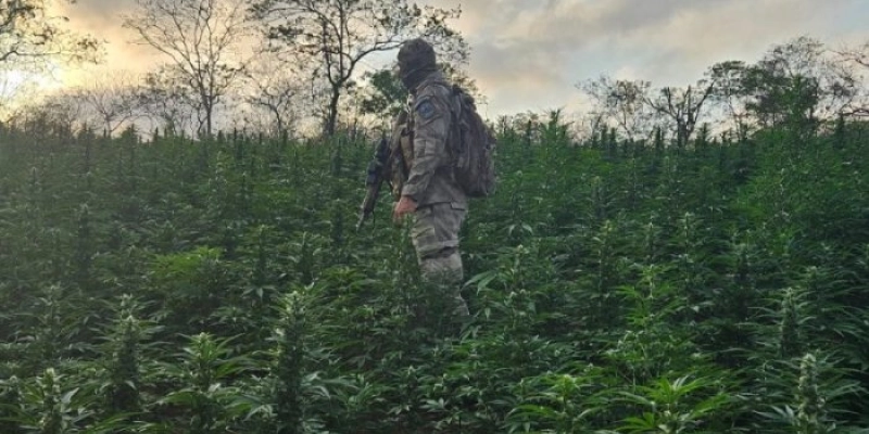 Operação Terra Protegida localiza plantação com 44 mil pés de maconha no interior da PB