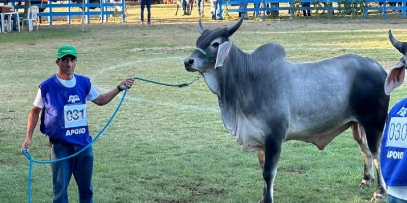 Animais da raça Guzerá da Empaer ganham prêmios na Festa do Boi no Rio Grande do Norte