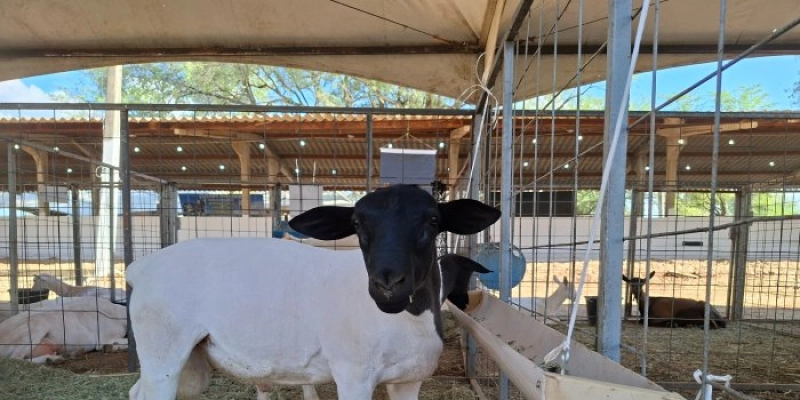 Feira Agropecuária de Sousa começa nesta quinta-feira, com apoio do Governo da Paraíba