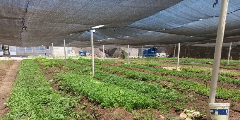 Em Sousa: agricultores produzem hortaliças com sistema de hidroponia