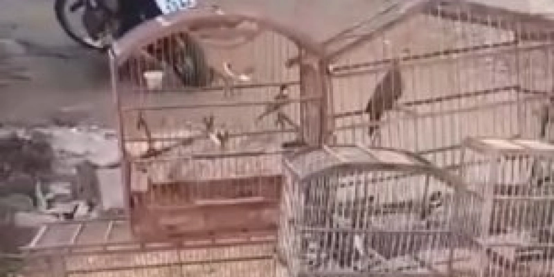 Polícia Militar Ambiental realiza grande apreensão de aves silvestres em Patos