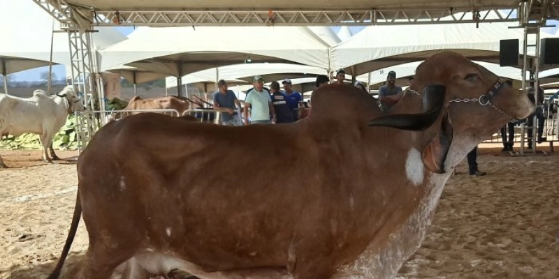 Sedap alerta produtores rurais sobre atualização cadastral obrigatória das criações de animais