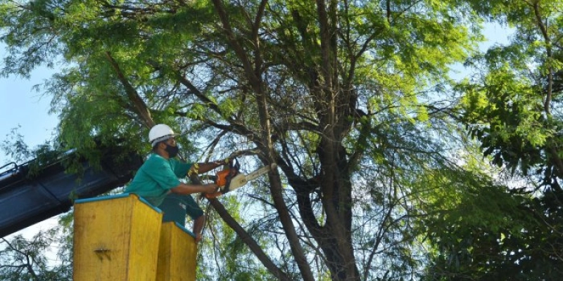 Sedurb realiza quase 1.200 podas de árvores na Capital, em novembro