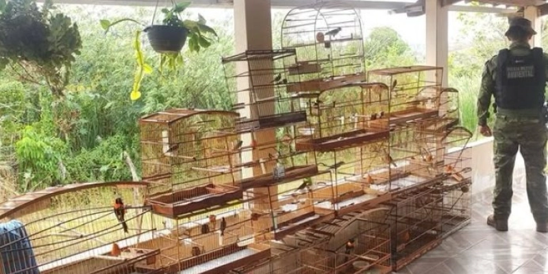 Batalhão Ambiental apreende 18 aves silvestres mantidas ilegalmente na Paraíba 
