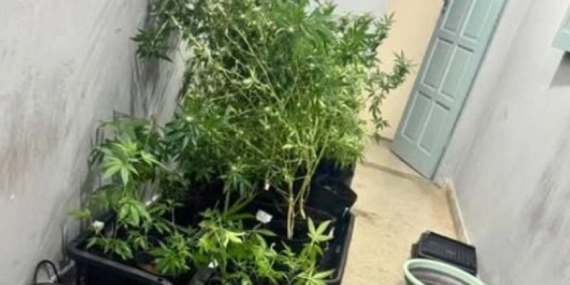 Polícia militar flagra cultivo de maconha e prende homem no interior da Paraíba