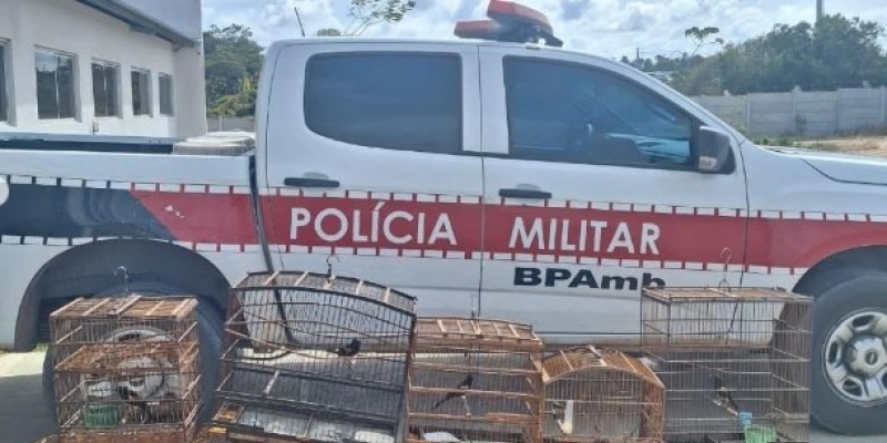 Polícia militar apreende aves silvestres e autua criadores irregulares