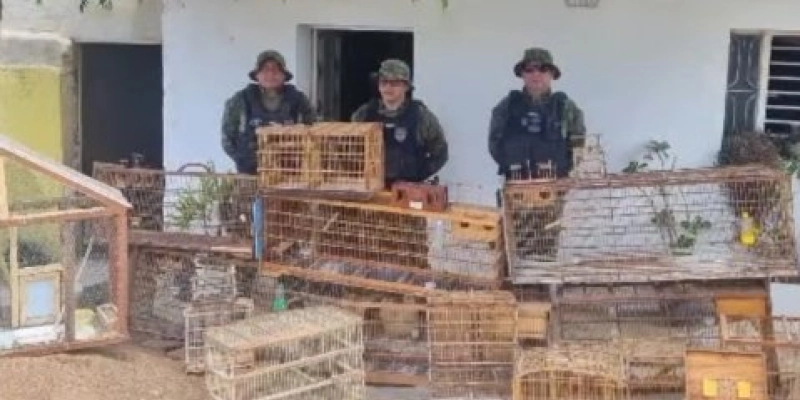 Operação de fiscalização apreende 30 aves silvestres mantidas ilegalmente no Sertão paraibano