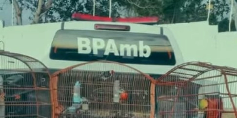Polícia apreende vinte aves silvestres e arma de fogo em ação contra crimes ambientais