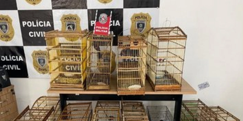 Polícia Militar apreende aves silvestres e conduz homem à Delegacia por maus tratos a animais em Pombal