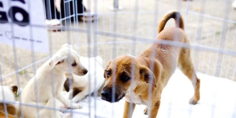 Força-tarefa resgata 90 animais e intensifica ações contra maus-tratos