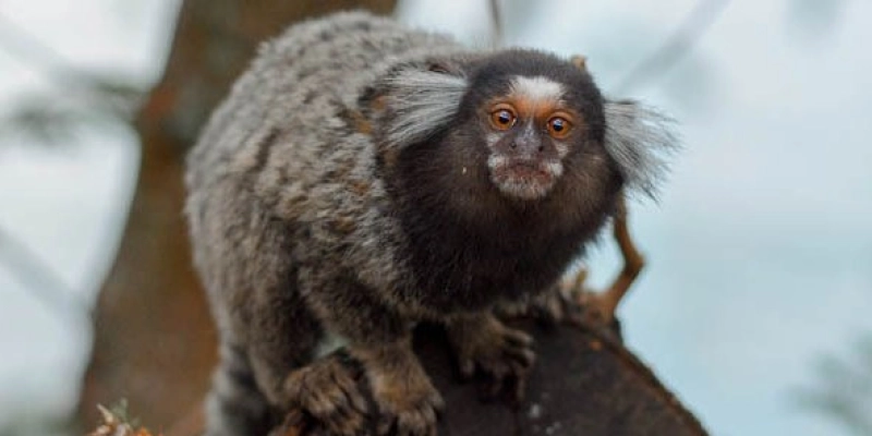 Saúde da Paraíba alerta população sobre riscos e cuidados em casos de acidentes com animais silvestres