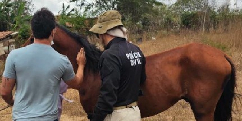 Polícia Civil localiza cavalo que quase causou um acidente ao ser vítima de maus tratos em CG