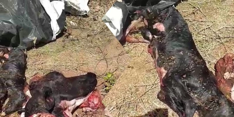 Agropecuarista denuncia esquartejamento de vaca prenha em Aparecida; Veja vídeo 