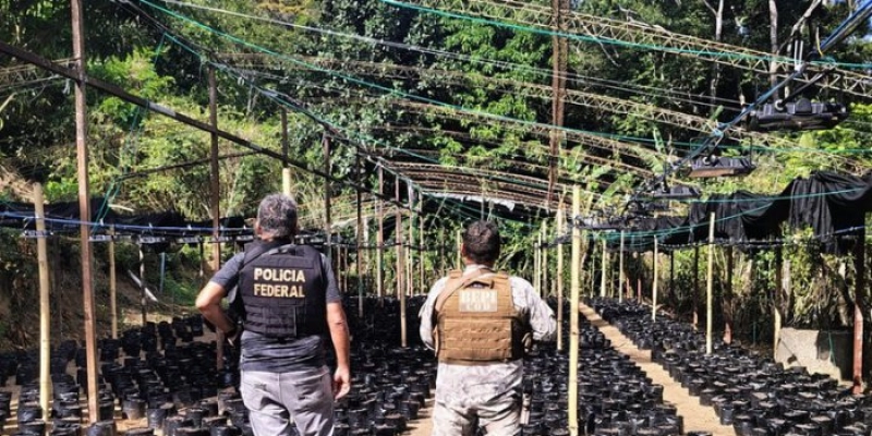 PF, em ação conjunta com PM e Secretaria de Segurança Pública, erradica plantação de maconha