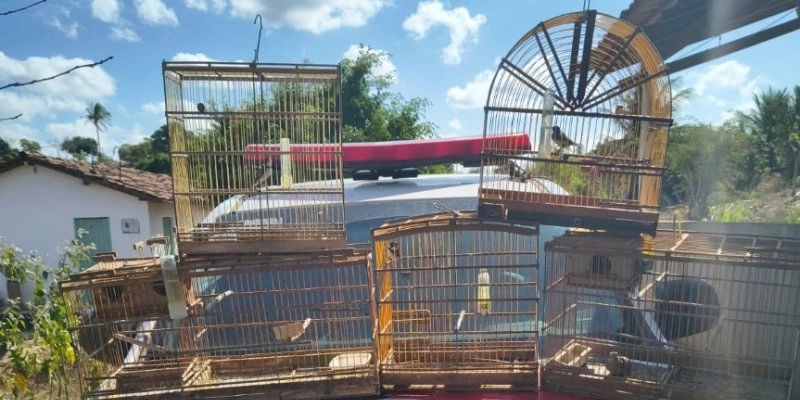 Indivíduo é levado à delegacia após ser flagrado com espingardas e aves silvestres na Paraíba 