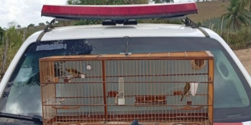 Polícia militar realiza prisão por posse ilegal de arma de fogo e cativeiro ilegal de aves silvestres