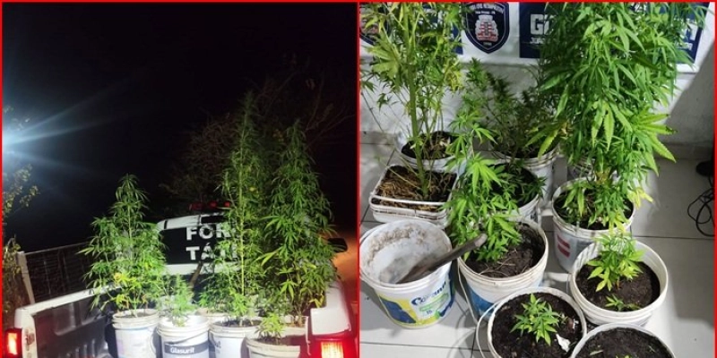 Polícia Militar localiza plantação de maconha após denúncias em João Pessoa