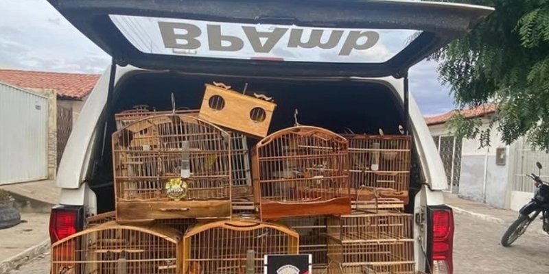 Criação irregular de aves silvestres é flagrada e gera multa de quase R$ 7 mil no Sertão da PB