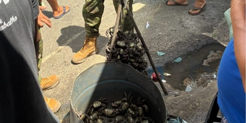 Polícia intensifica fiscalizações e frustra comércio ilegal de caranguejo-uçá
