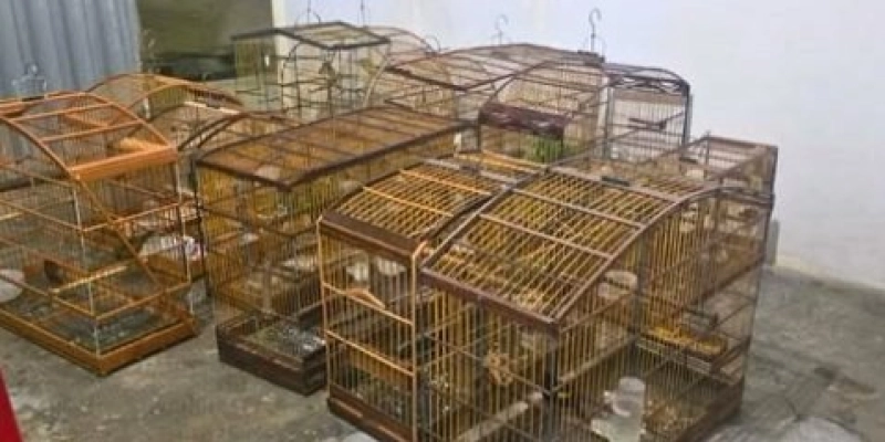 Polícia Militar Ambiental prende homem por manter animais silvestres em cativeiro ilegal