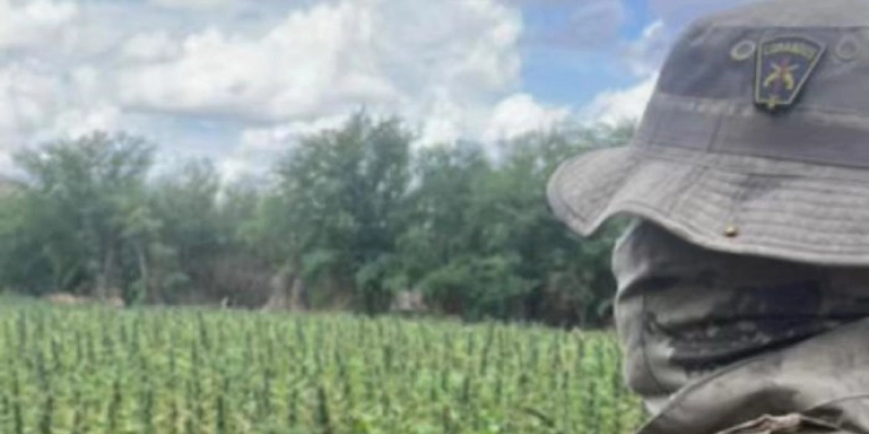 Operação das Polícias Militar e Federal erradica 72 mil pés de maconha e destrói 1,8 toneladas da droga na PB