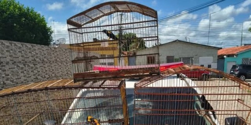 Batalhão Ambiental prende suspeito por manter aves silvestres em cativeiro e apreende arma de fogo
