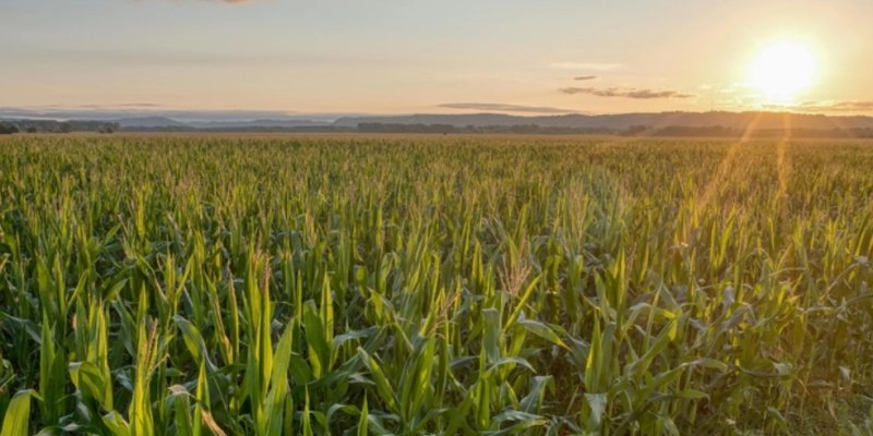 PIB da agropecuária cresce 11,7% e impulsiona resultado da economia em 2025