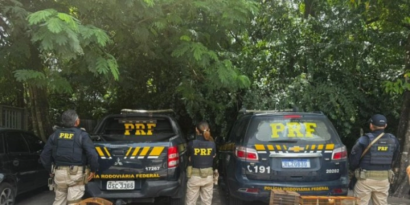 Operação Rotas da Fauna: PRF resgata 245 animais silvestres na Paraíba