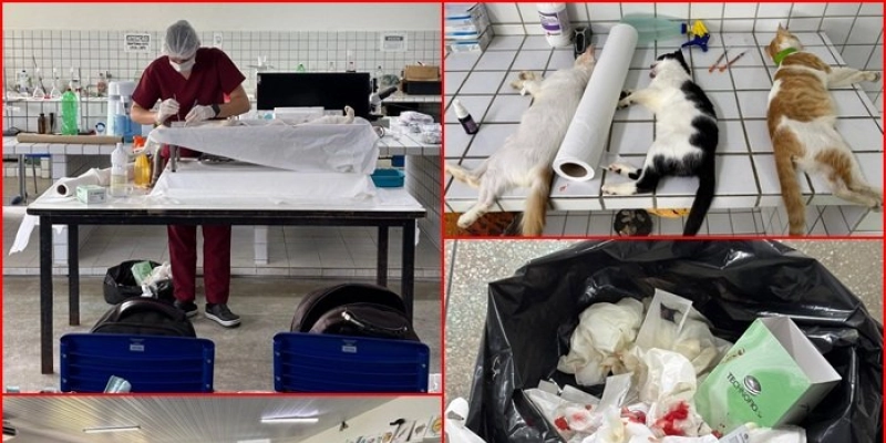 CRMV-PB e Polícia Militar interrompem castrações irregulares de animais em escola pública, na PB