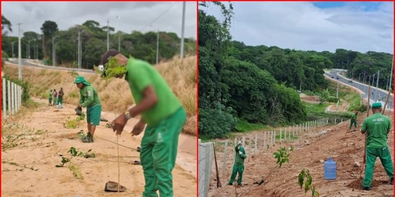 Secretaria de Meio Ambiente inicia plantio de três mil mudas em parceria com o TJPB