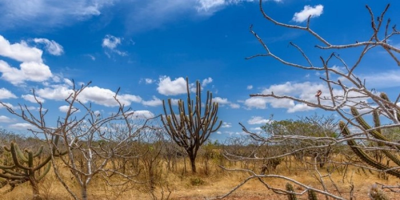 Caatinga Resiste: começa hoje operação nacional contra desmatamento no semiárido