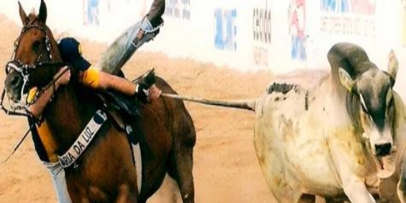 MP recomenda suspensão de vaquejada irregular em Brejo do Cruz
