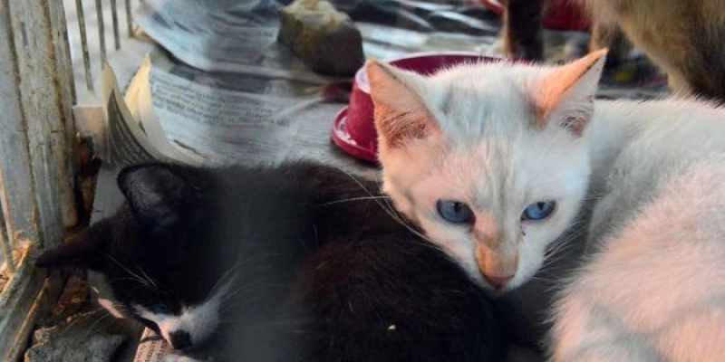 Em Patos: ação pelo Dia Nacional dos Animais leva serviços gratuitos e incentivo à adoção responsável