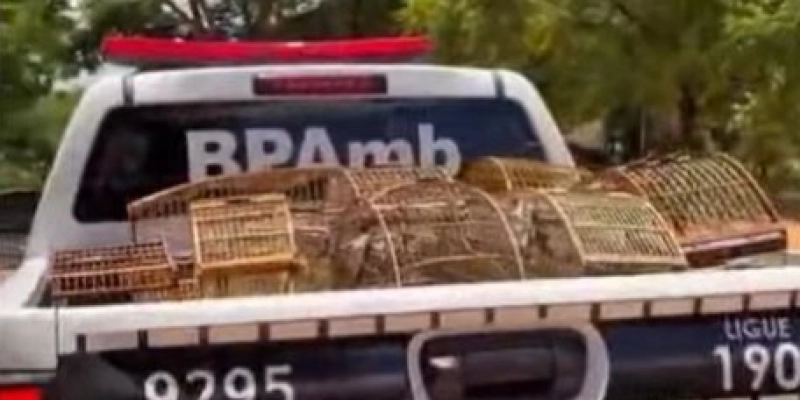 Polícia militar resgata 32 aves silvestres em Nazarezinho