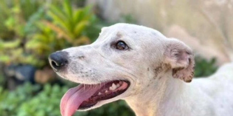 Adota + Paraíba realiza ação de saúde e proteção animal em Monteiro