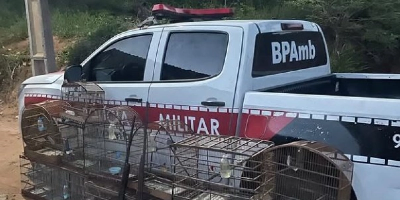 Polícia Militar flagra crime ambiental e apreende armas na Paraíba 