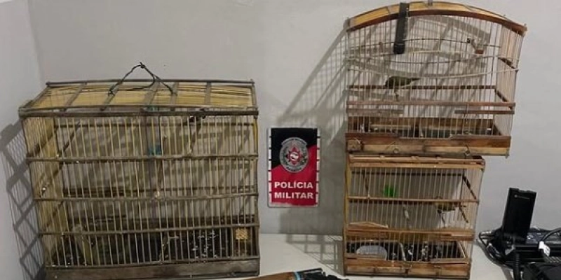 Polícia militar realiza prisão por posse ilegal de arma de fogo e cativeiro ilegal de aves silvestres