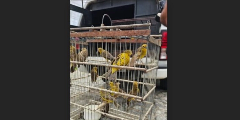 Operação Quatro Patas: Seis pessoas são presas por maus-tratos a animais em Campina Grande