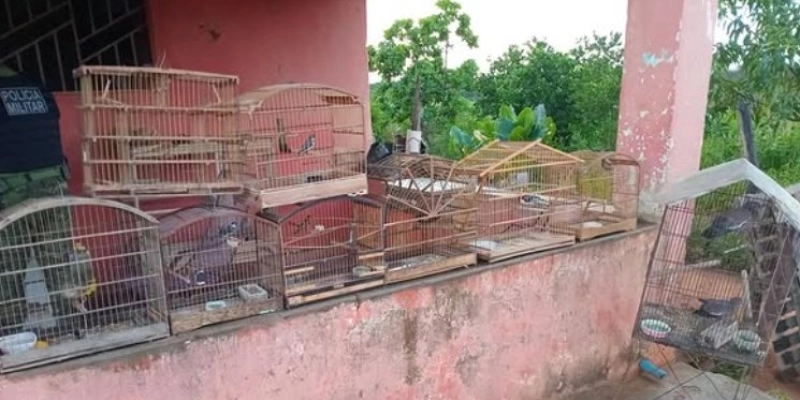 Polícia militar realiza autuação por cativeiro irregular de aves silvestres no sertão  