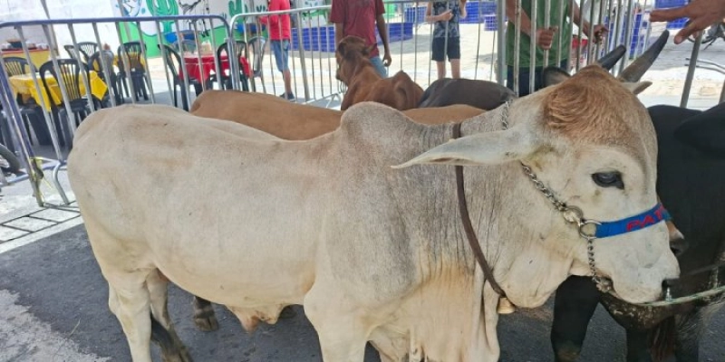 Exposição de animais, palestras, negócios e shows ocorrem até domingo na 2ª Expo Agro Peixe em Boqueirão