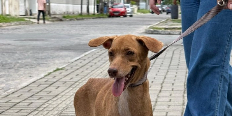 Sepa resgata cadela vítima de maus-tratos e aciona forças de segurança em João Pessoa