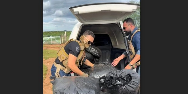 Polícia Civil apreende 300 kg de maconha avaliados em R$ 500 mil no interior paraibano