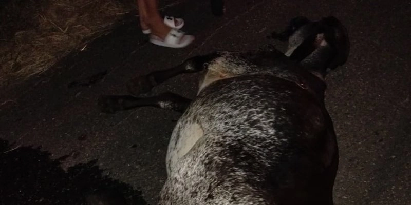 Motociclista fica ferido após colisão com animal na BR-230, em Sousa