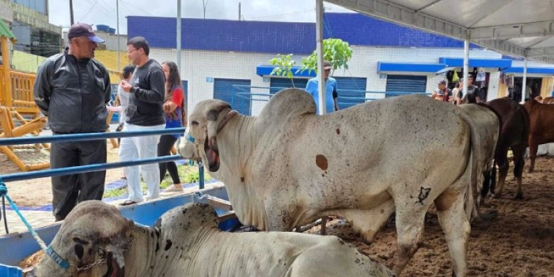 Empaer mostra tecnologias sobre animais e palma forrageira durante Expo Umbuzeiro
