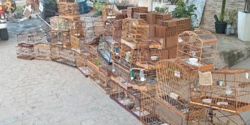 Polícia Ambiental apreende 40 aves e aplica multa de mais de R$ 23 mil em Patos