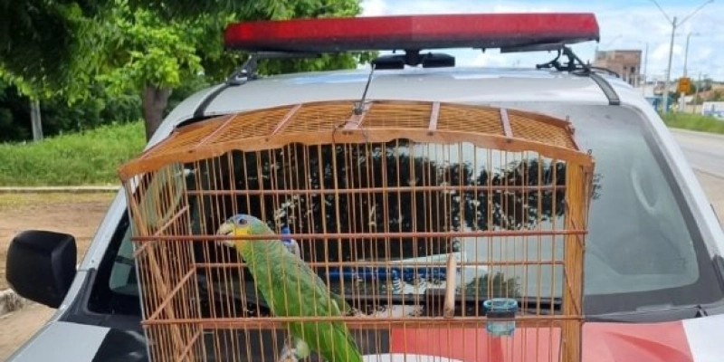 Papagaio-do-mangue é entregue voluntariamente e resgatado pela Polícia Ambiental em Sousa