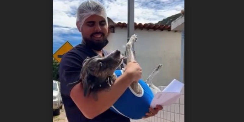 Município de Vieirópolis realiza mutirão de castração para cães e gatos