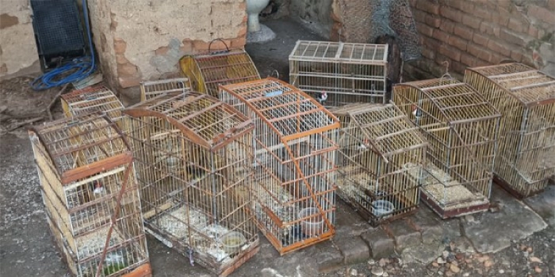 Polícia Militar apreende 21 aves silvestres mantidas ilegalmente no Sertão da Paraíba